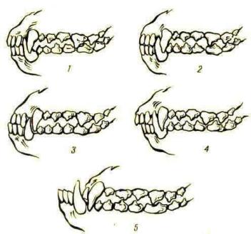 Типы собачьих зубов